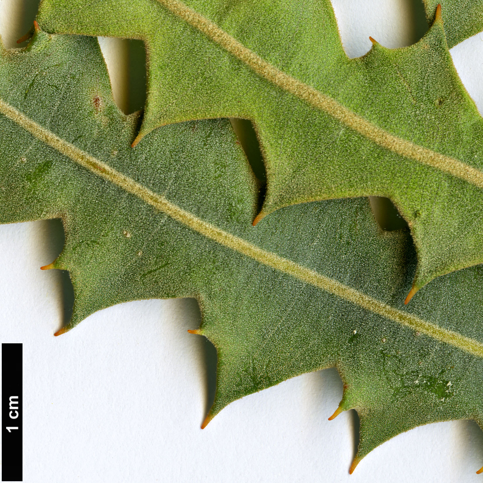 High resolution image: Family: Proteaceae - Genus: Banksia - Taxon: ashbyi - SpeciesSub: var. ashbyi